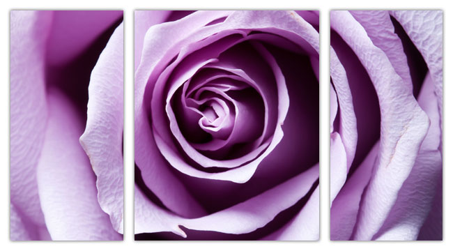 Постер с фиолетовой розой